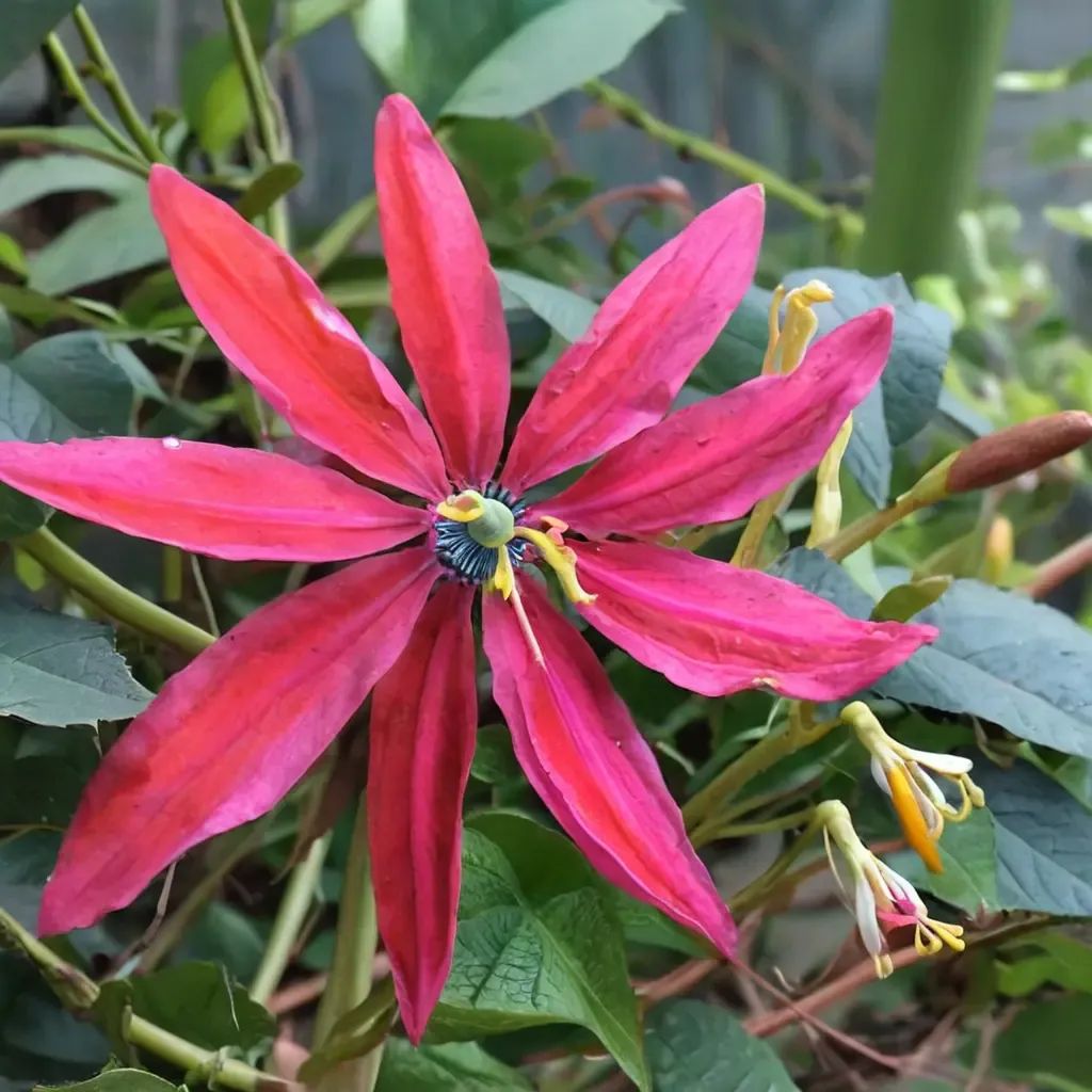 Passiflora x hybrida 'Susan Brigham'