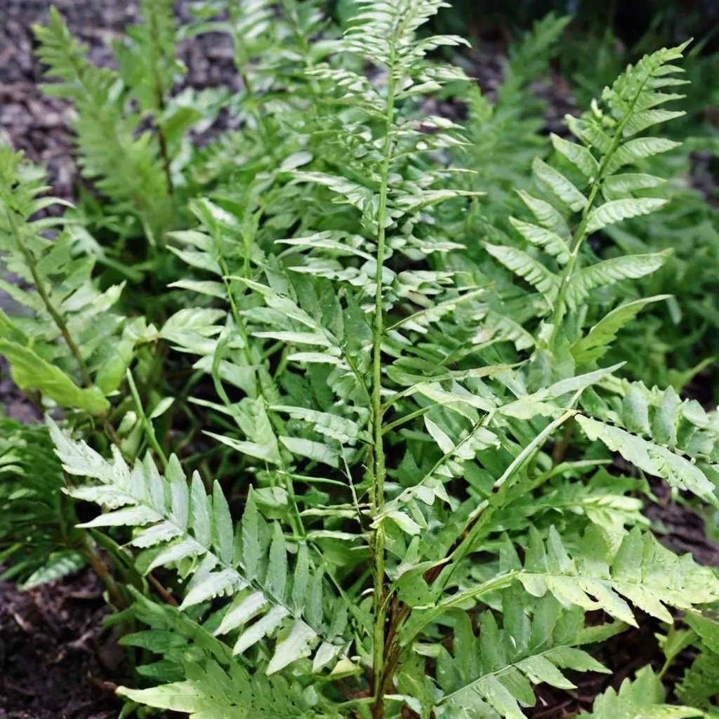 Dryopteris tokyoensis