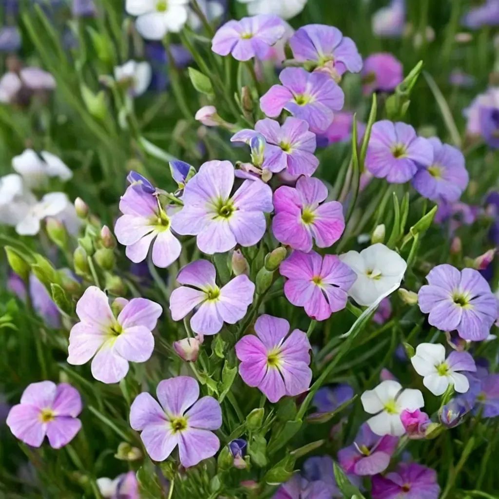 Malcolmia maritima