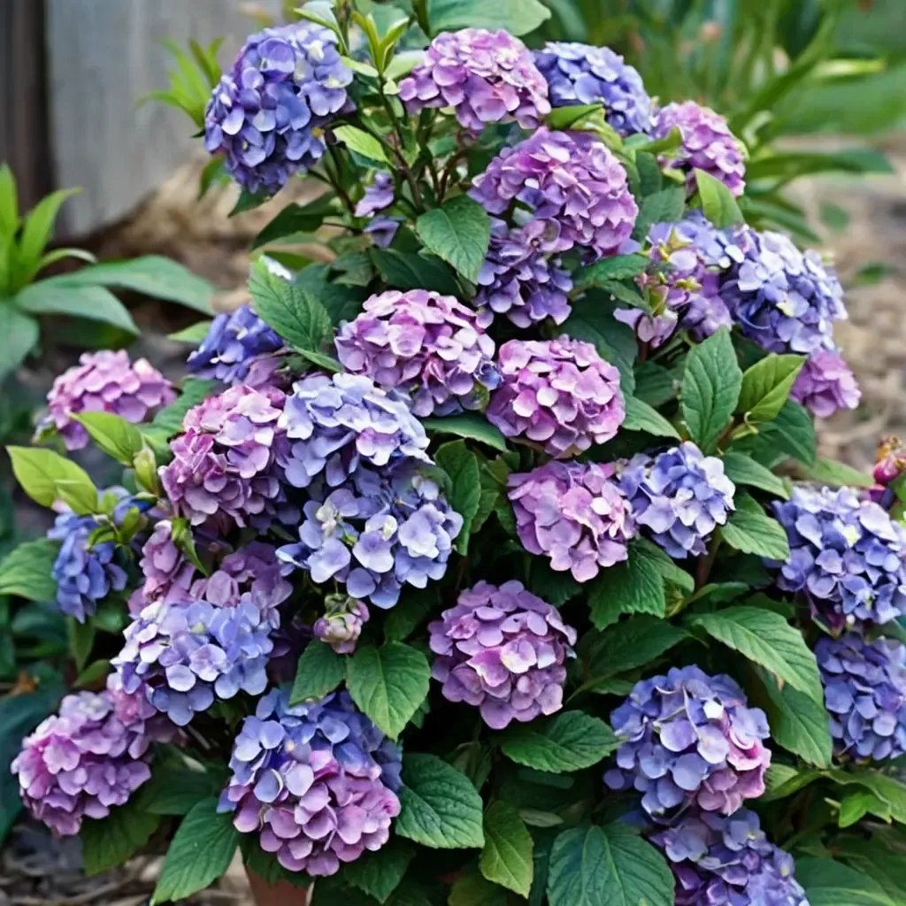 Hydrangea macrophylla 'Bloomstruck'