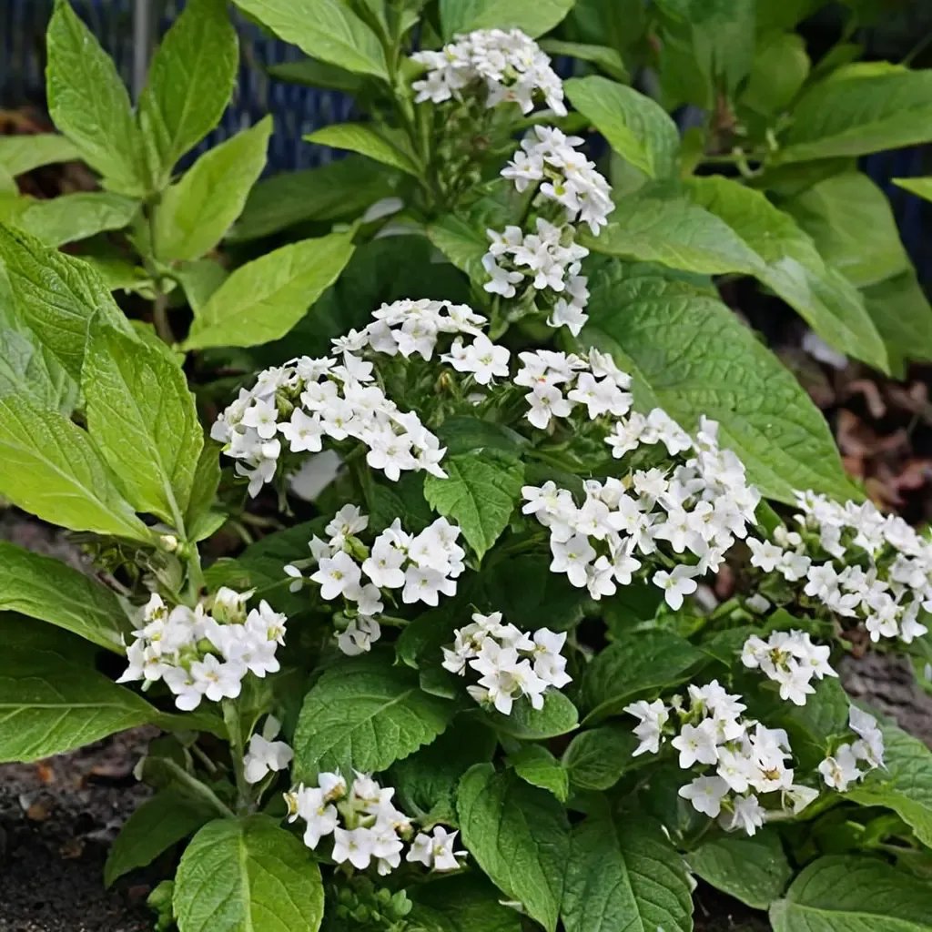 Heliotropium arborescens 'Alba'