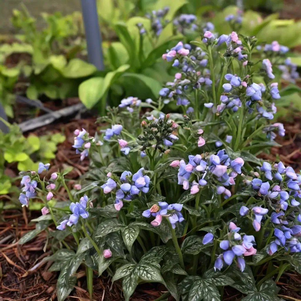 Pulmonaria officinalis 'Twinkle Toes'