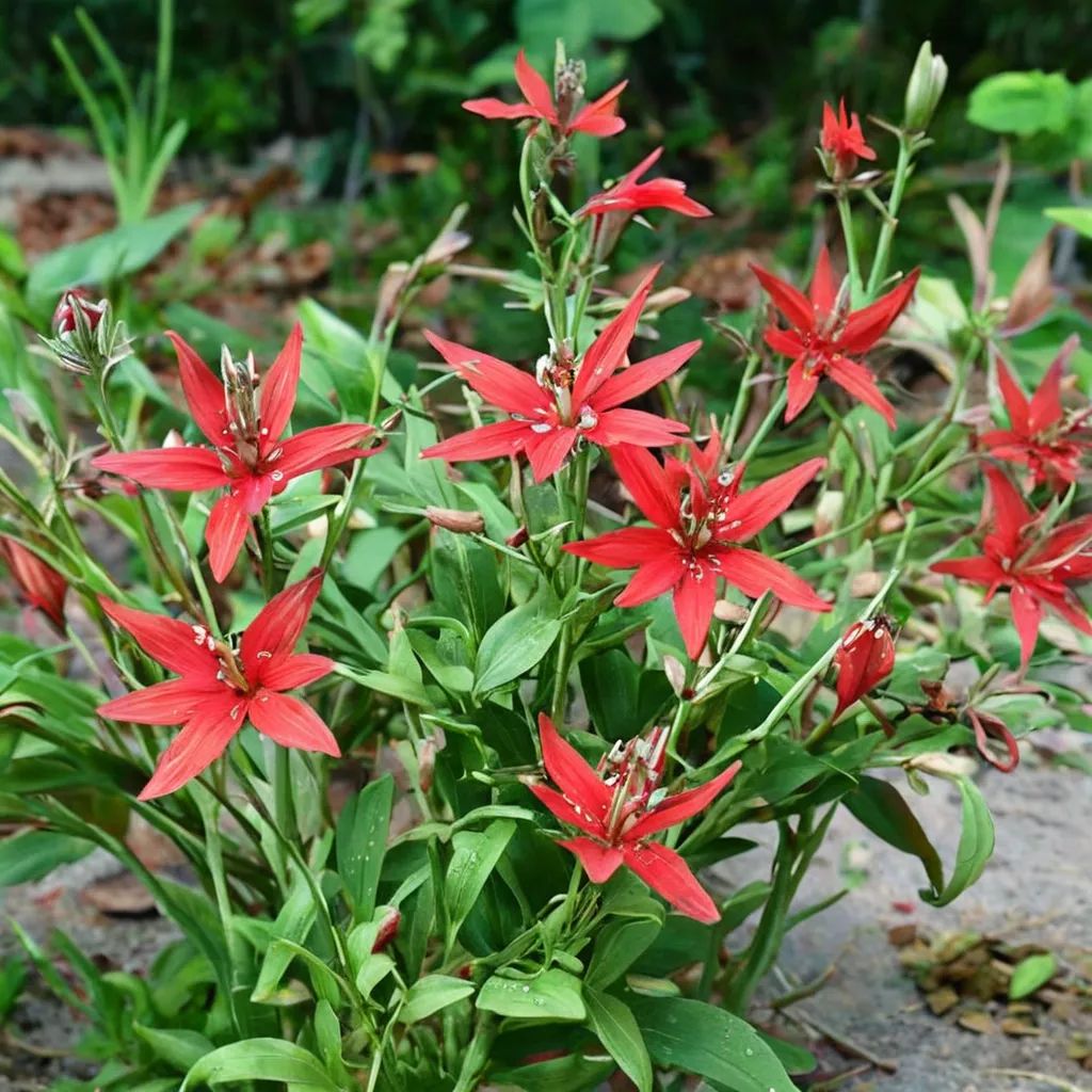 Silene virginica