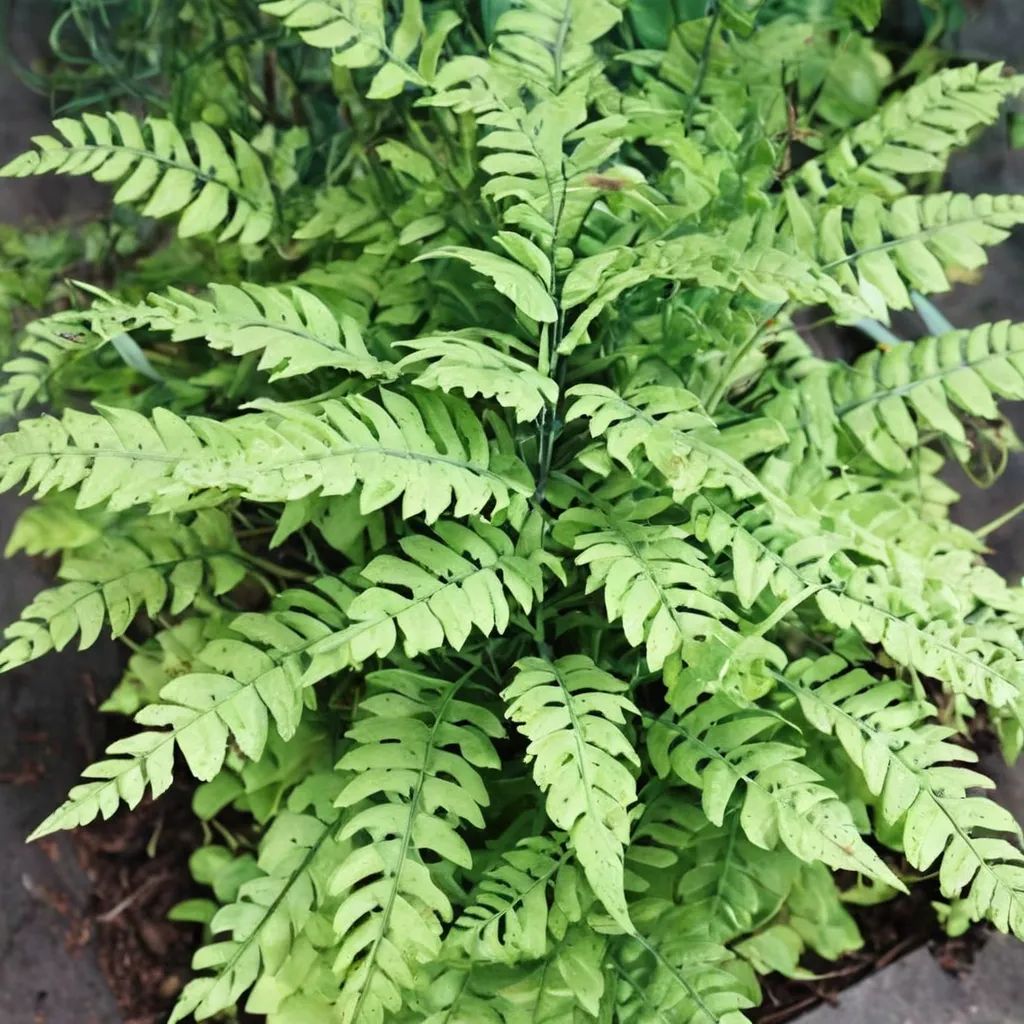 Adiantum pedatum 'Miss Sharples'