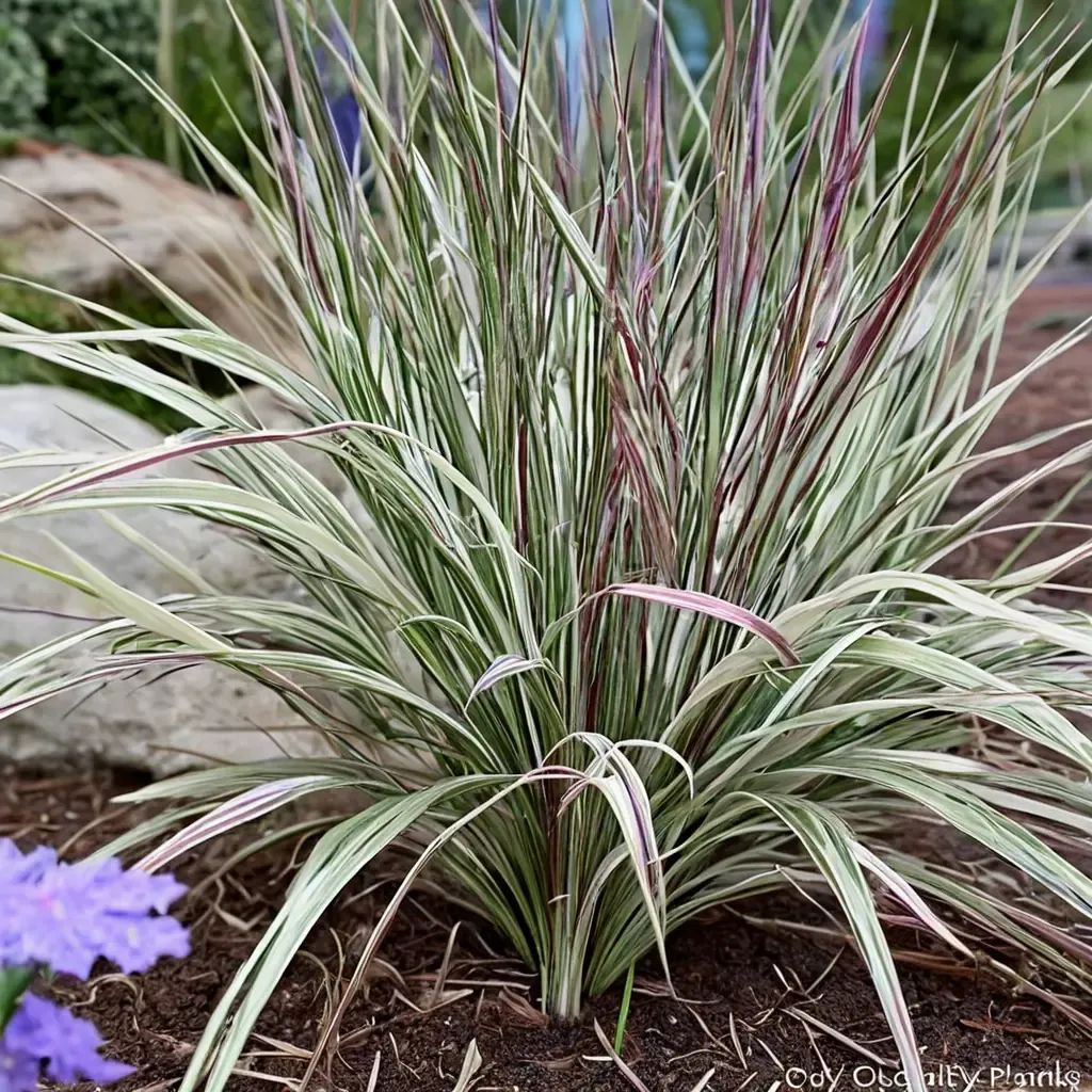 Schizachyrium scoparium 'Chameleon'