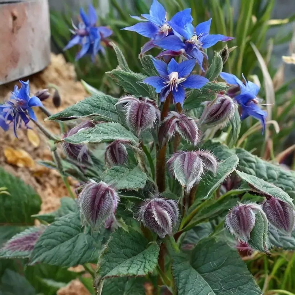Borago officinalis