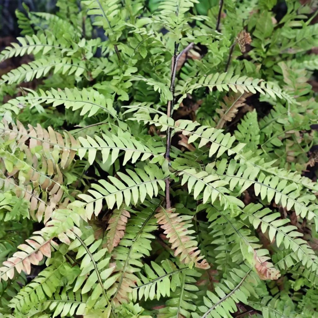 Adiantum japonicum