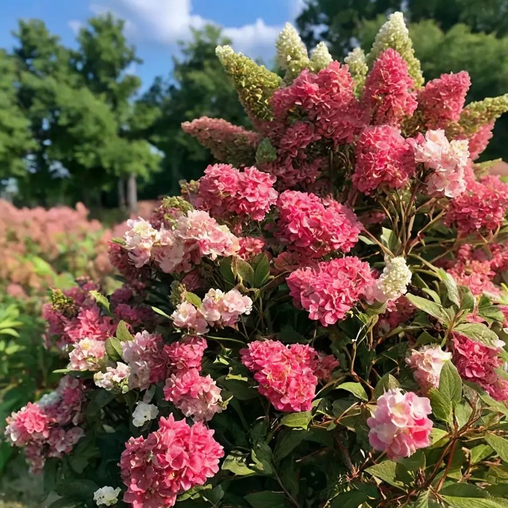 Hydrangea macrophylla 'Berry White'
