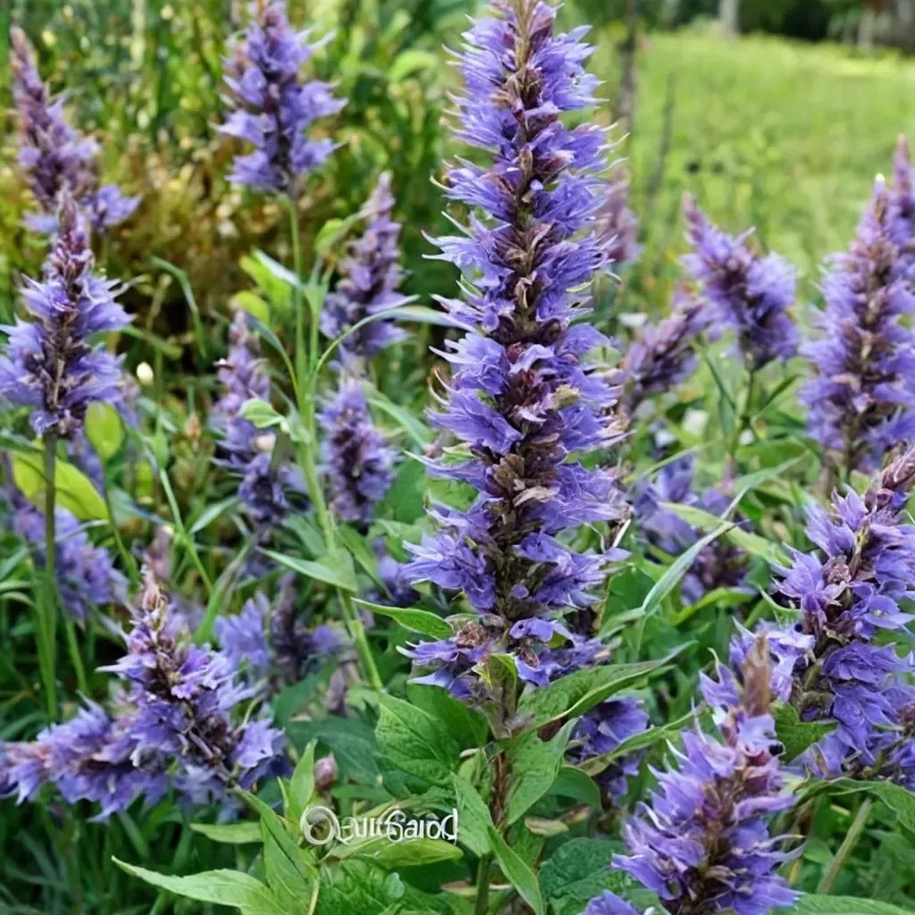 Agastache foeniculum 'Sunrise Blue'