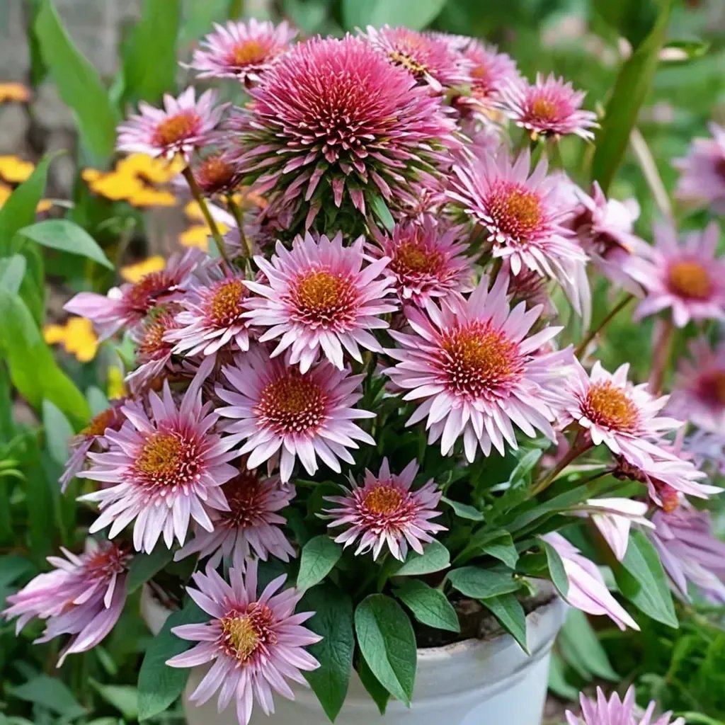 Echinacea purpurea 'Butterfly'