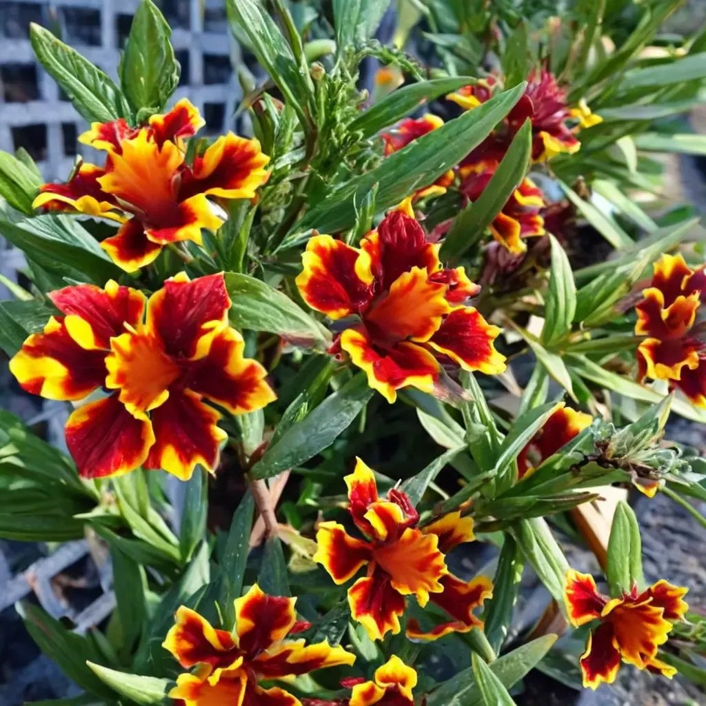 Mimulus aurantiacus 'Jelly Bean Fiesta Marigold'