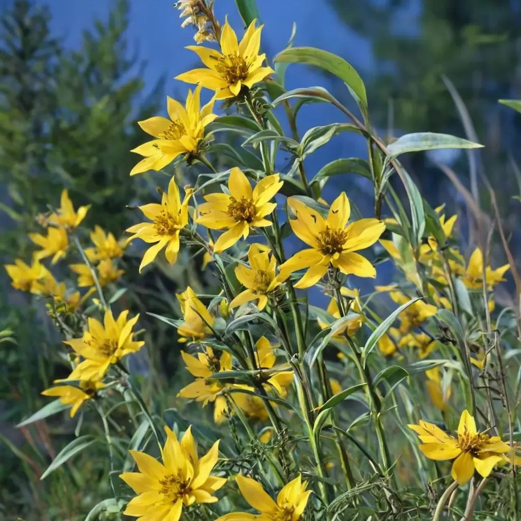 Helianthus maximiliani
