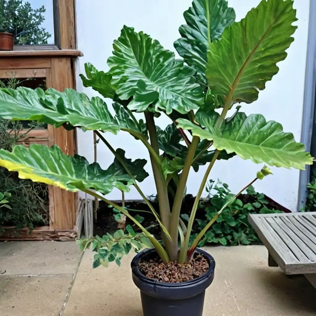Alocasia portodora