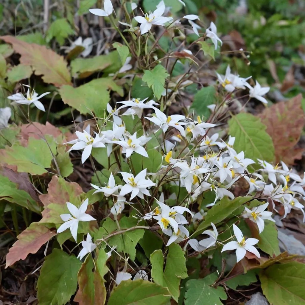 Epimedium stellulatum 'Long Leaf Form'
