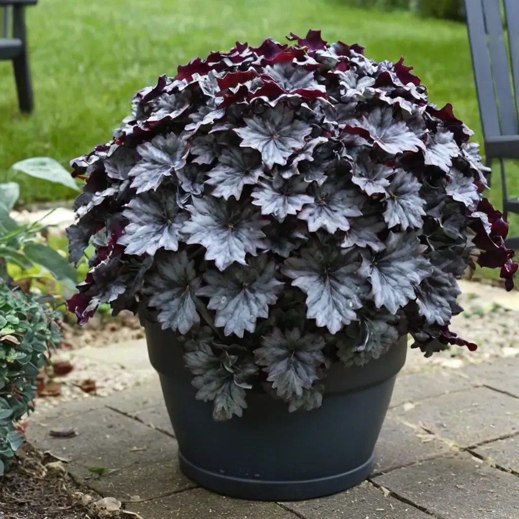 Heuchera sanguinea 'Evening Gown'