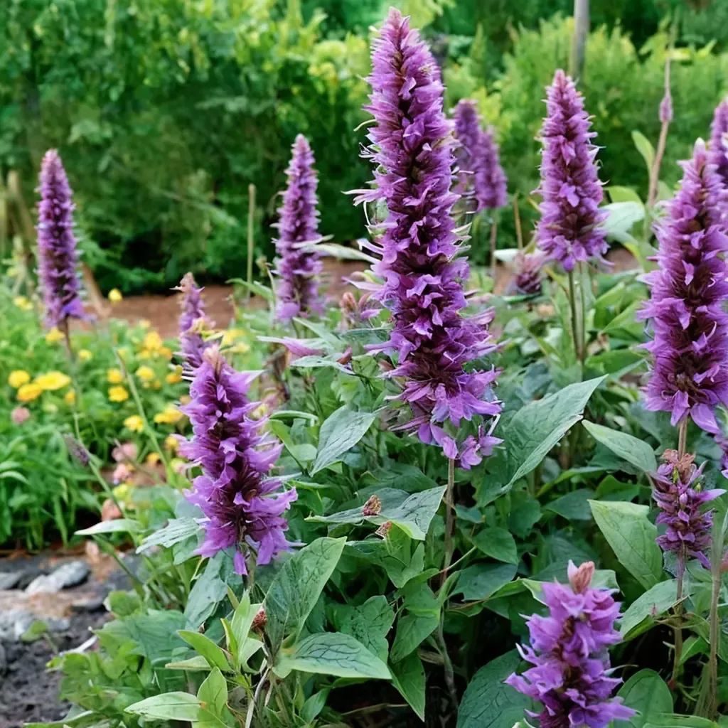 Agastache fennelagastache 'Blue Boa'
