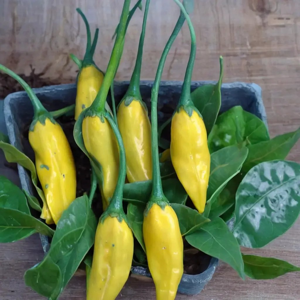 Capsicum chinense 'Lemon Drop'