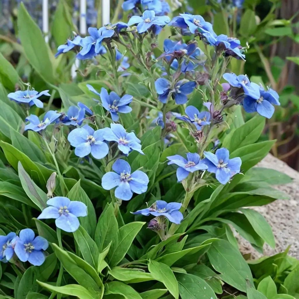 Cynoglossum amabile 'Blue Showers'