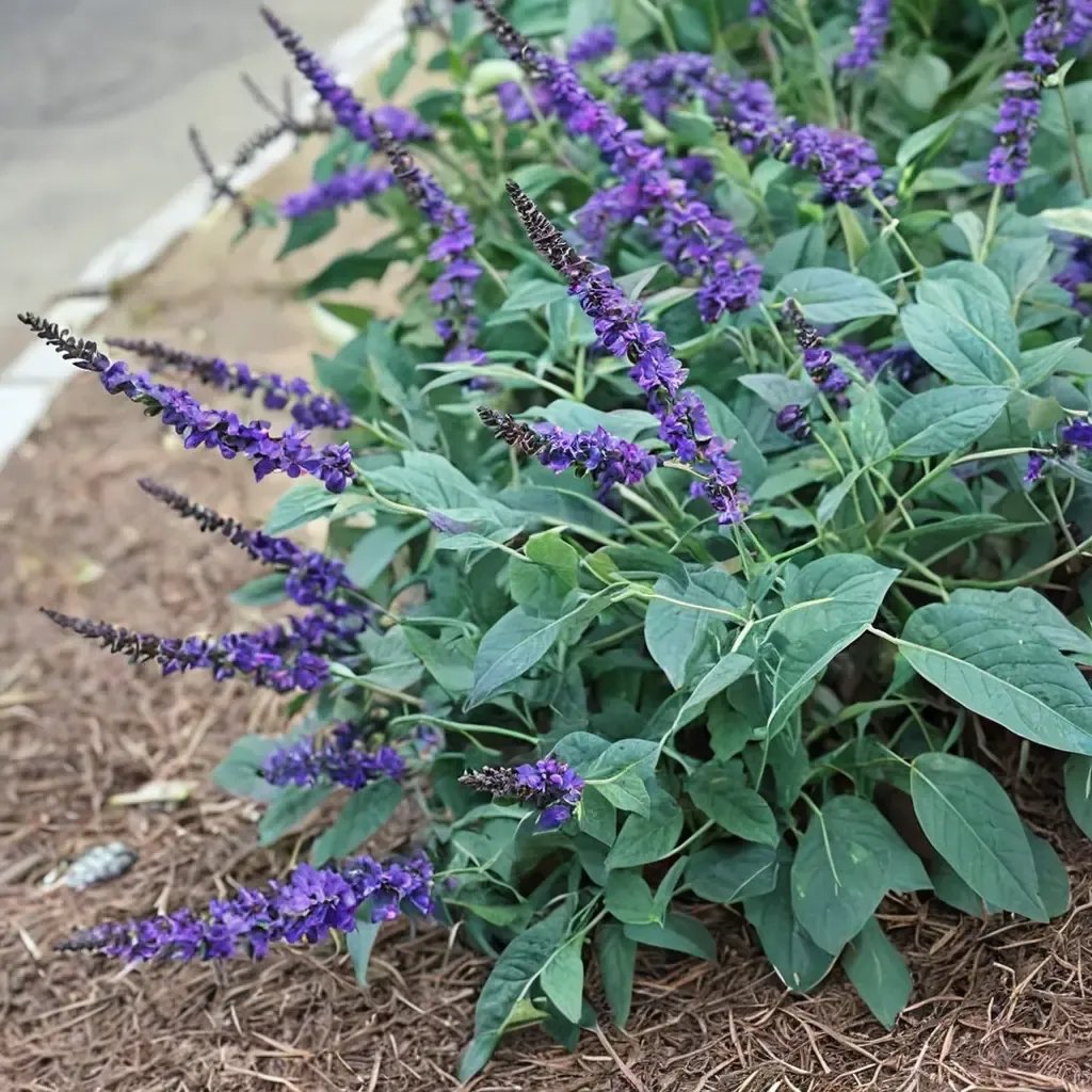 Buddleia davidii 'Blue Chip Jr'