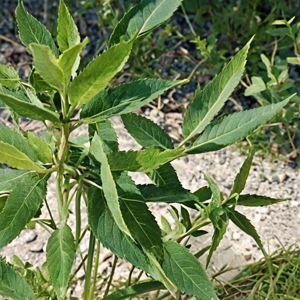 Salix x fragilis