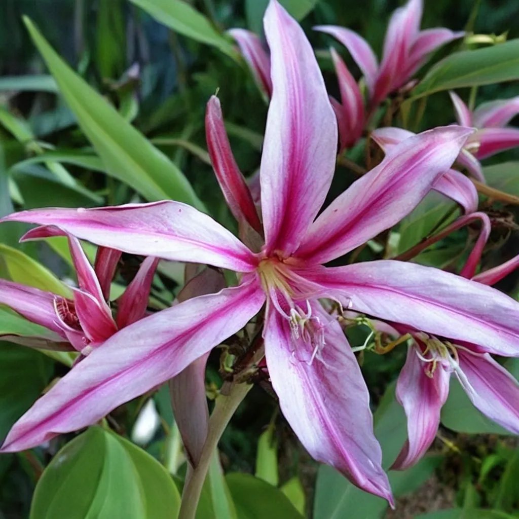 Crinum x herbertii 'Carnival'