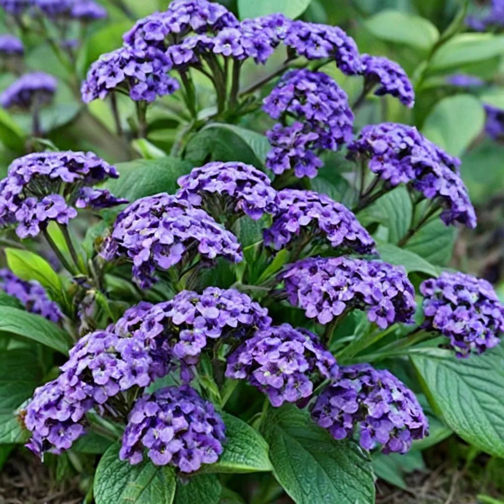 Heliotropium arborescens 'Atlantis'