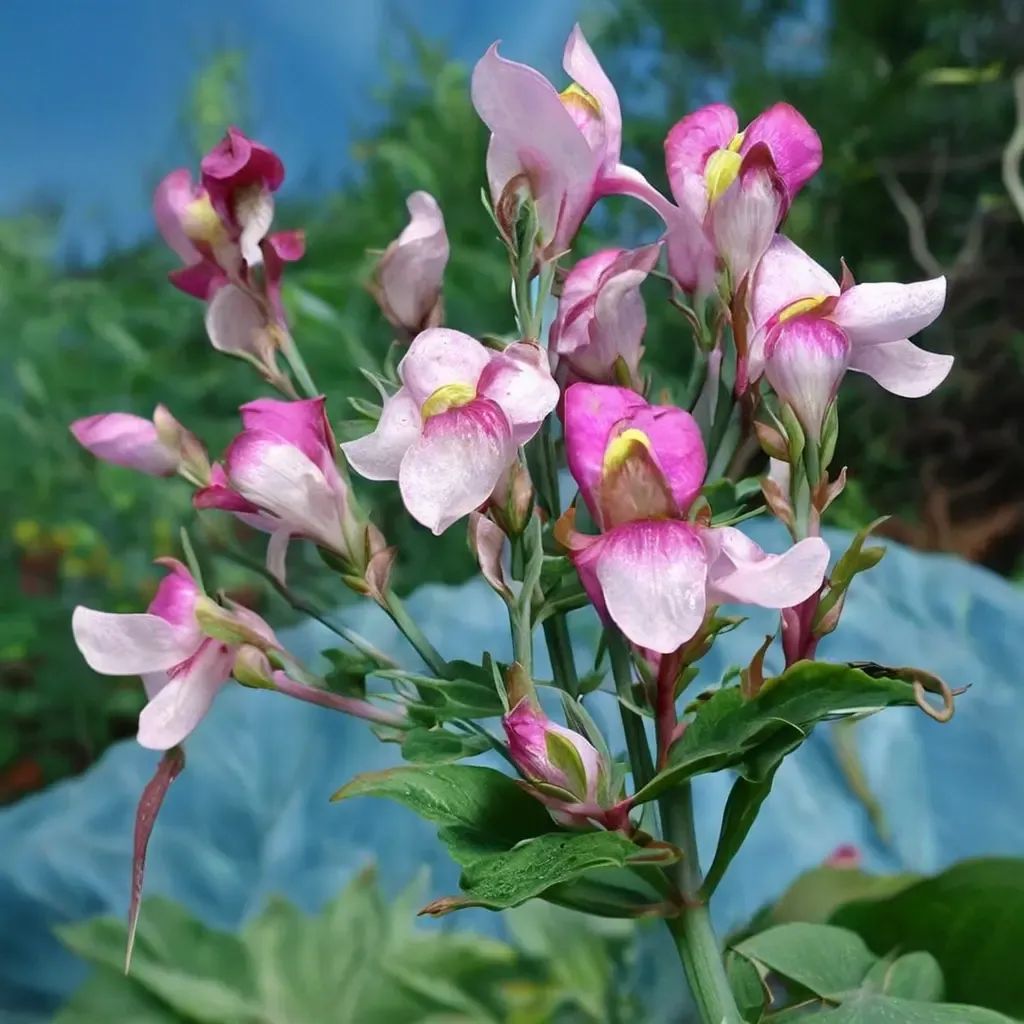 Linaria triornithophora