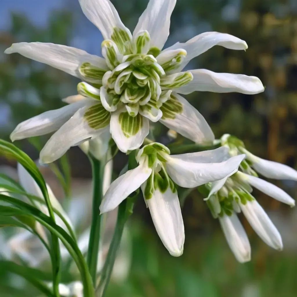 Galanthus nivalis 'Flore Pleno'
