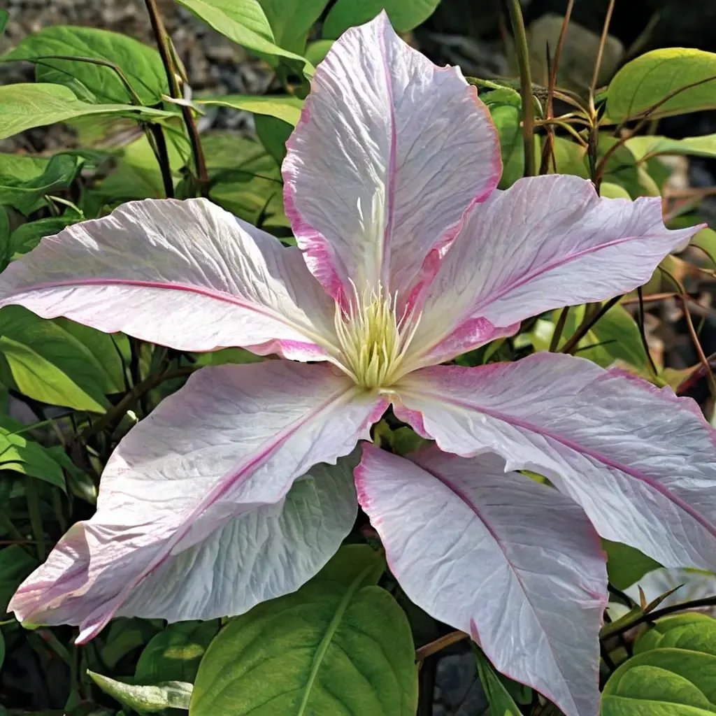 Clematis x jackmanii 'Morning Mist Vancouver'