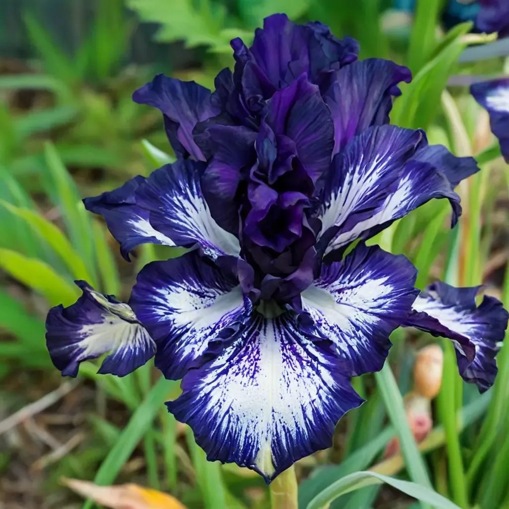 Iris x germanica 'Oreo'