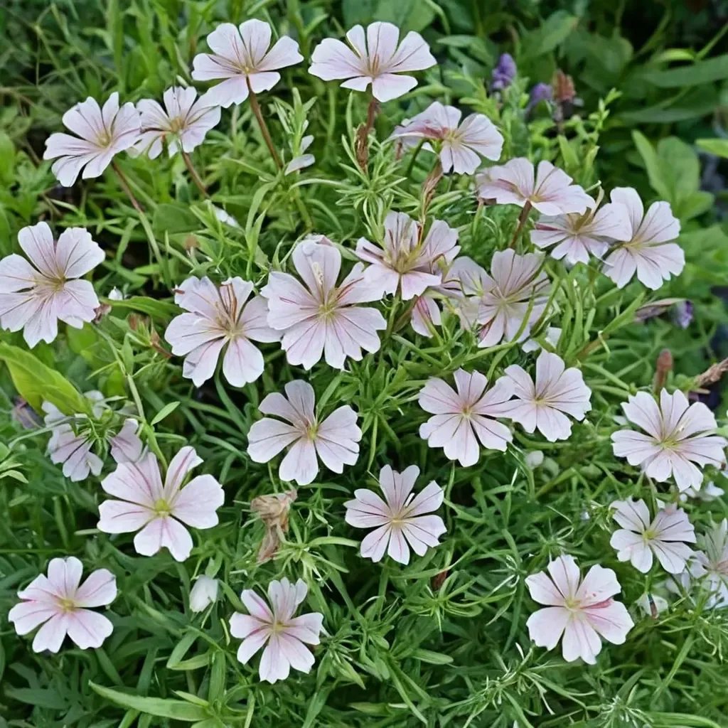Geranium clarkei 'Kashmir White'