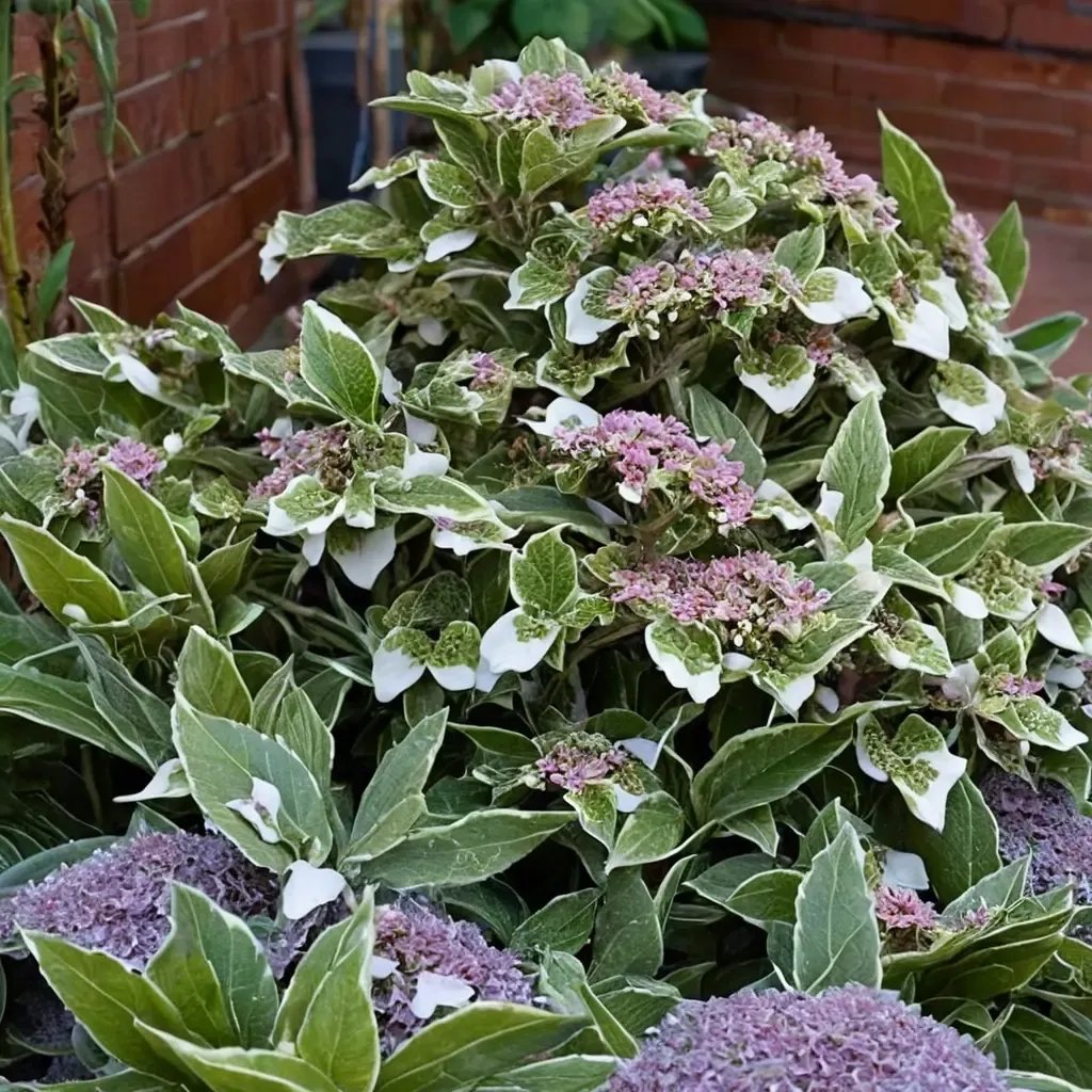 Hydrangea macrophylla 'Light-O-Day'