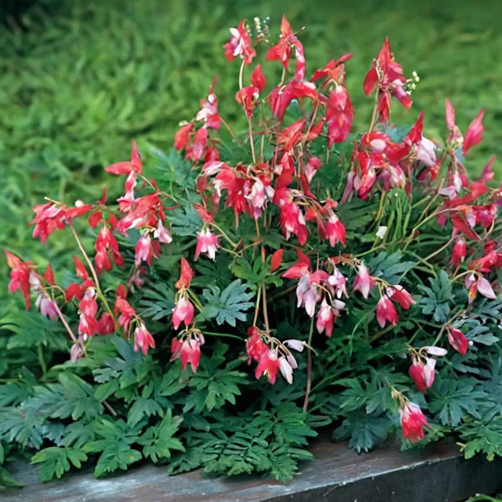 Fernleaf Bleeding Heart