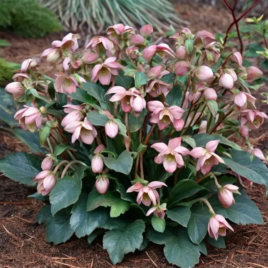 Helleborus niger 'Angel Glow'