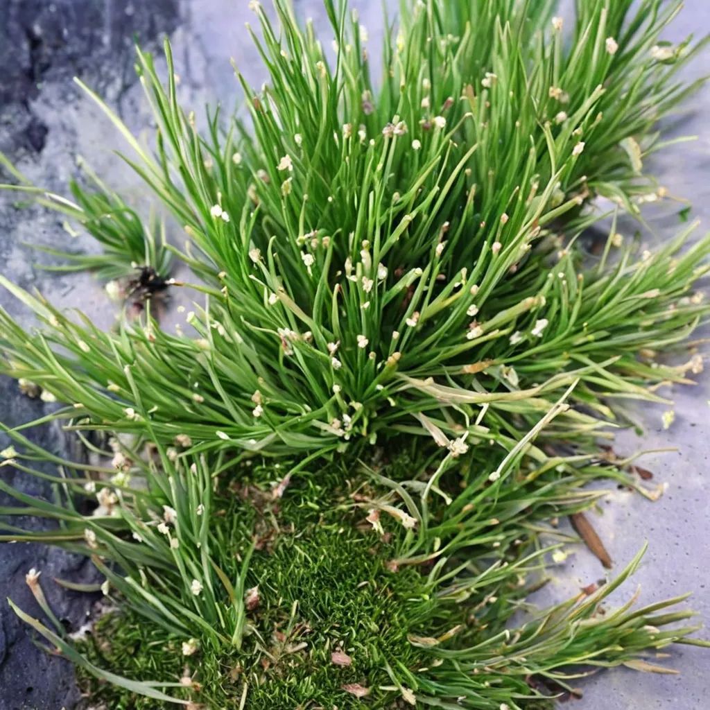 Eleocharis radicans
