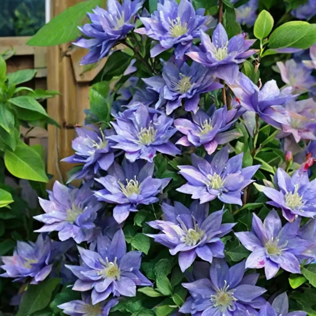 Clematis viticella 'Blue Explosion'