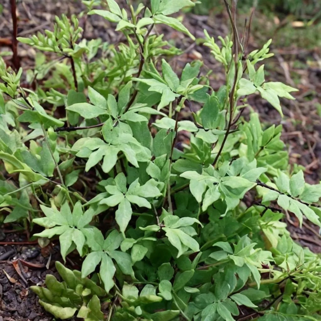 Pellaea viridis 'McLear'