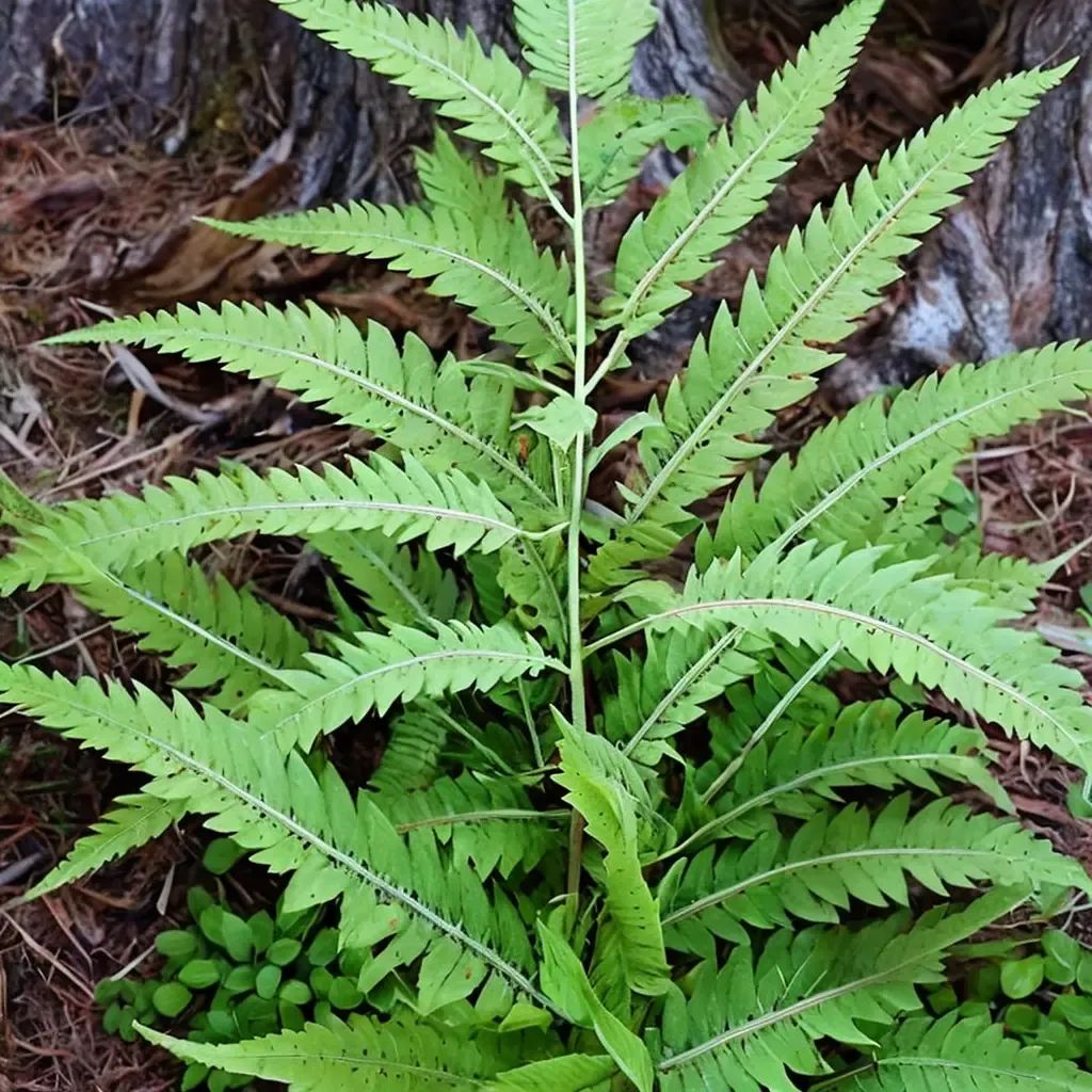 Dryopteris filix-mas