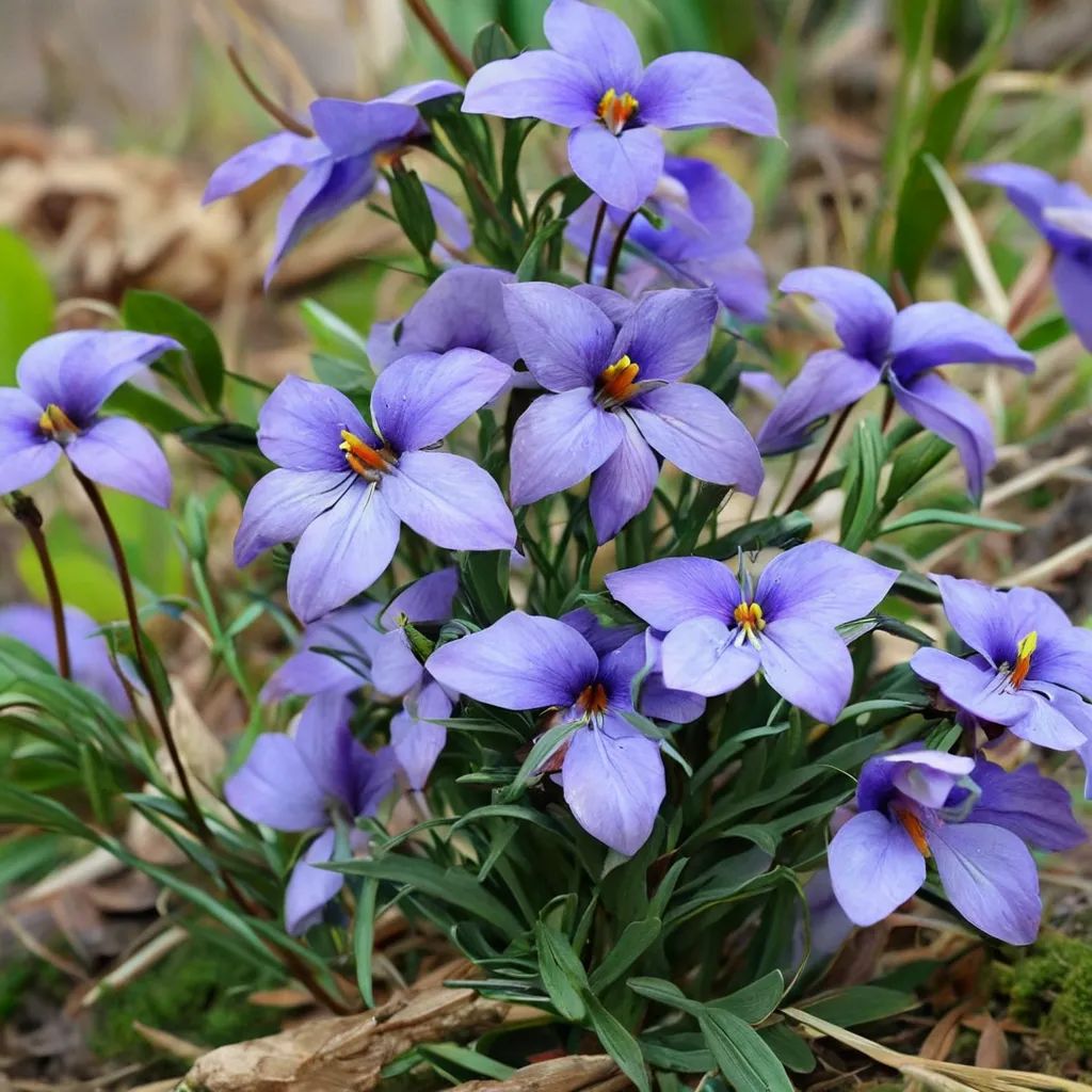 Viola pedata