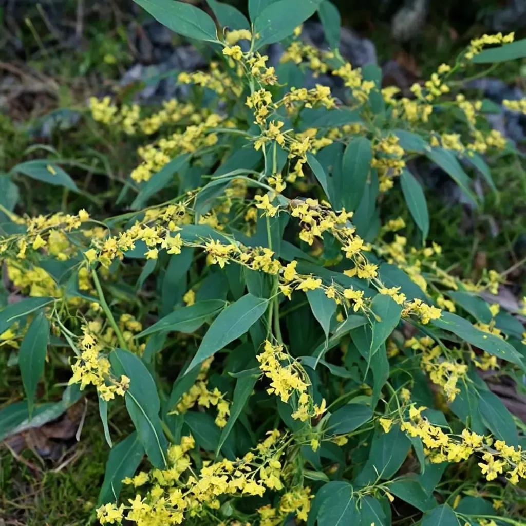 Bluestem Goldenrod