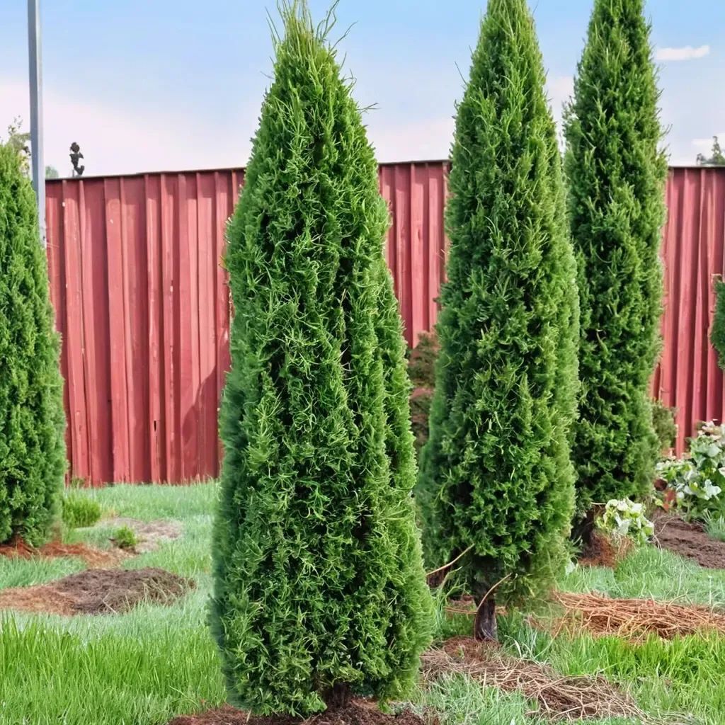 Thuja occidentalis 'Degroot'