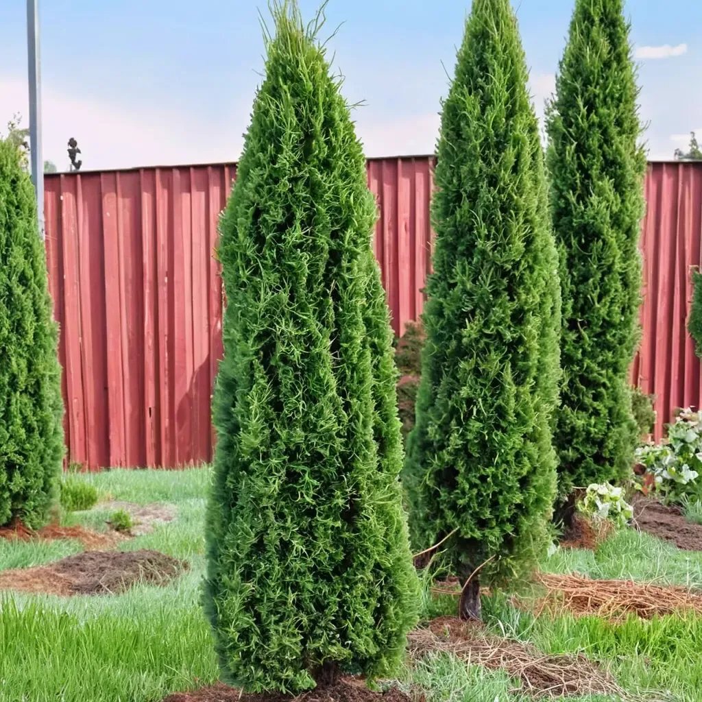 Thuja occidentalis 'Degroot'