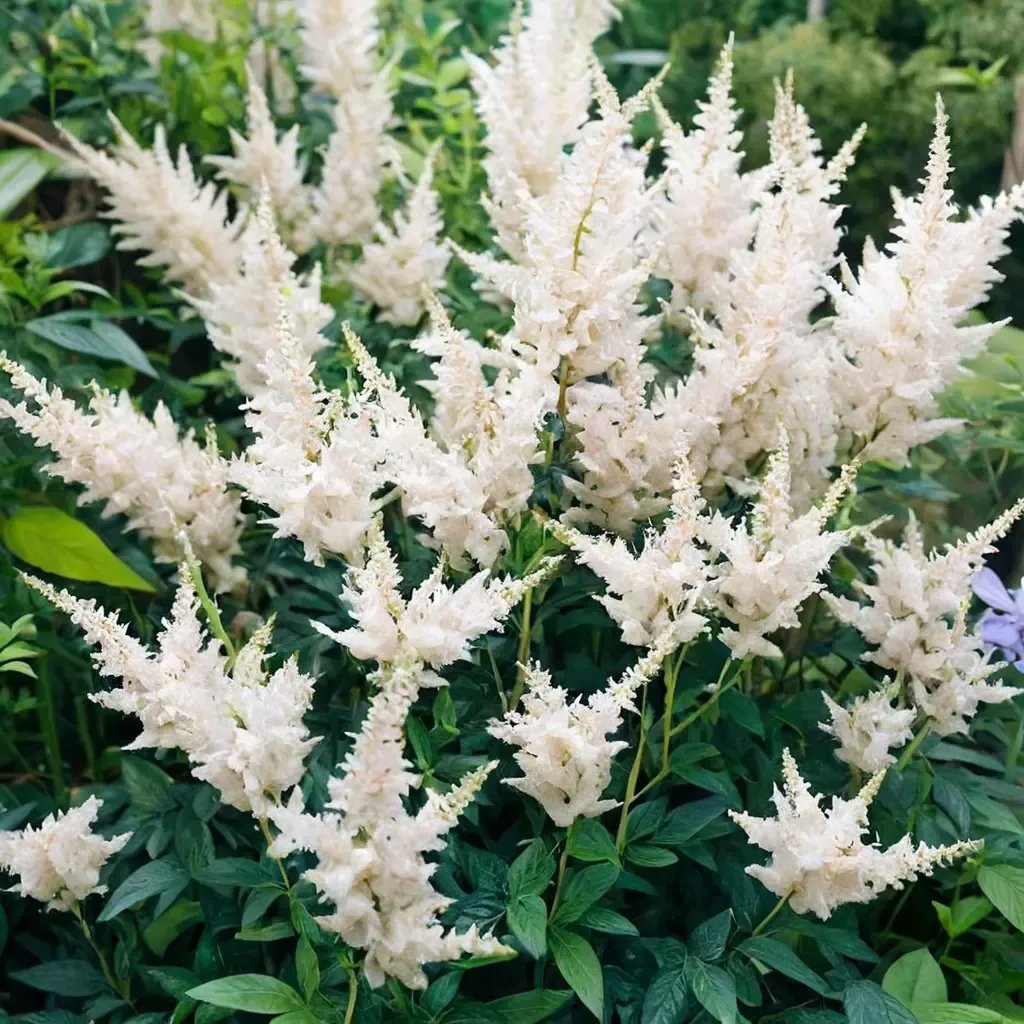 Astilbe astilbe 'Diamond'