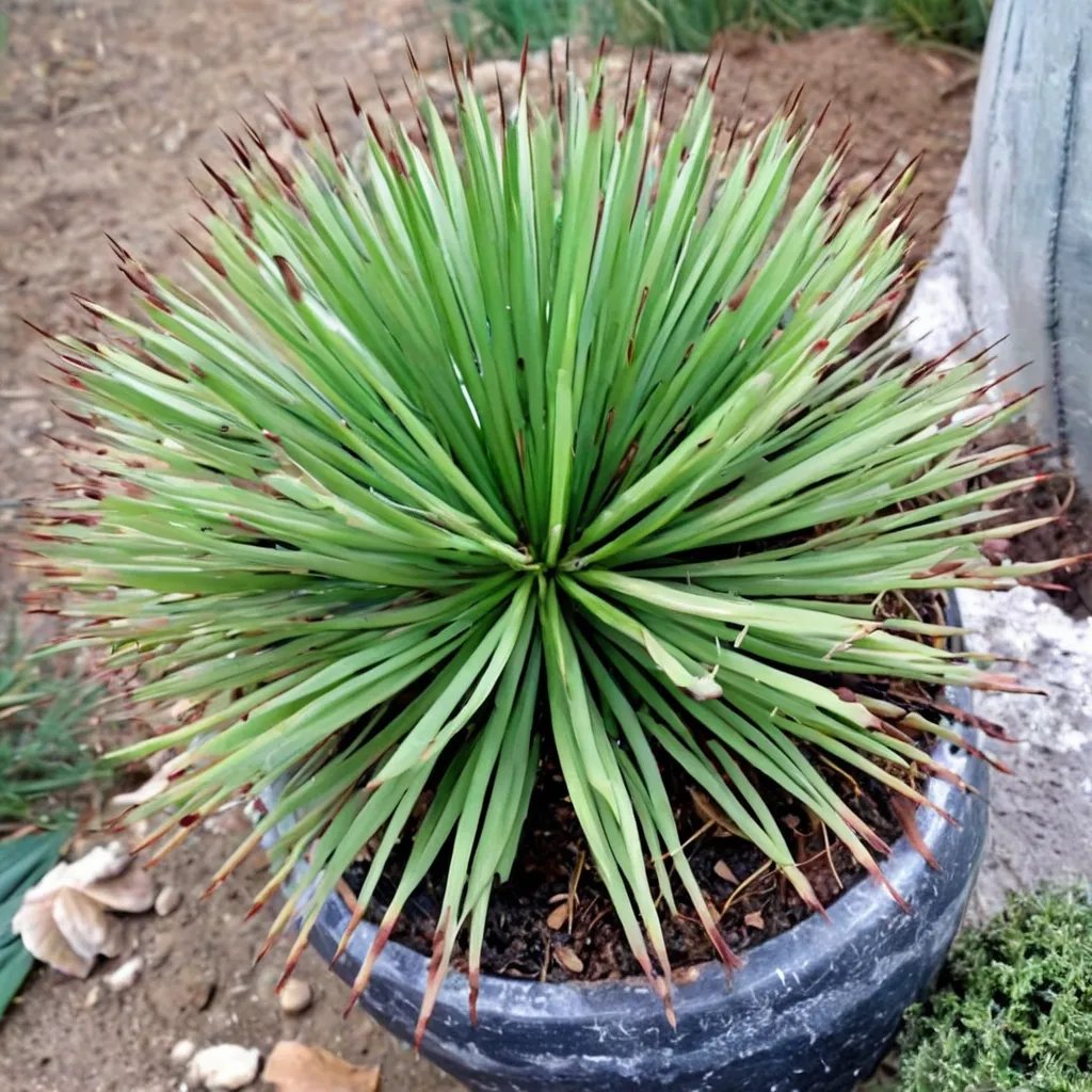 Agave stricta