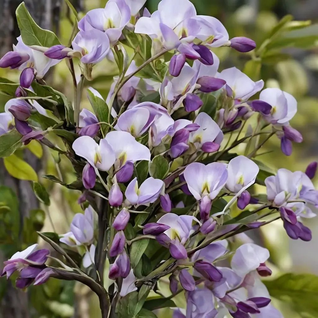 Wisteria sinensis 'Grande Diva Barbara'