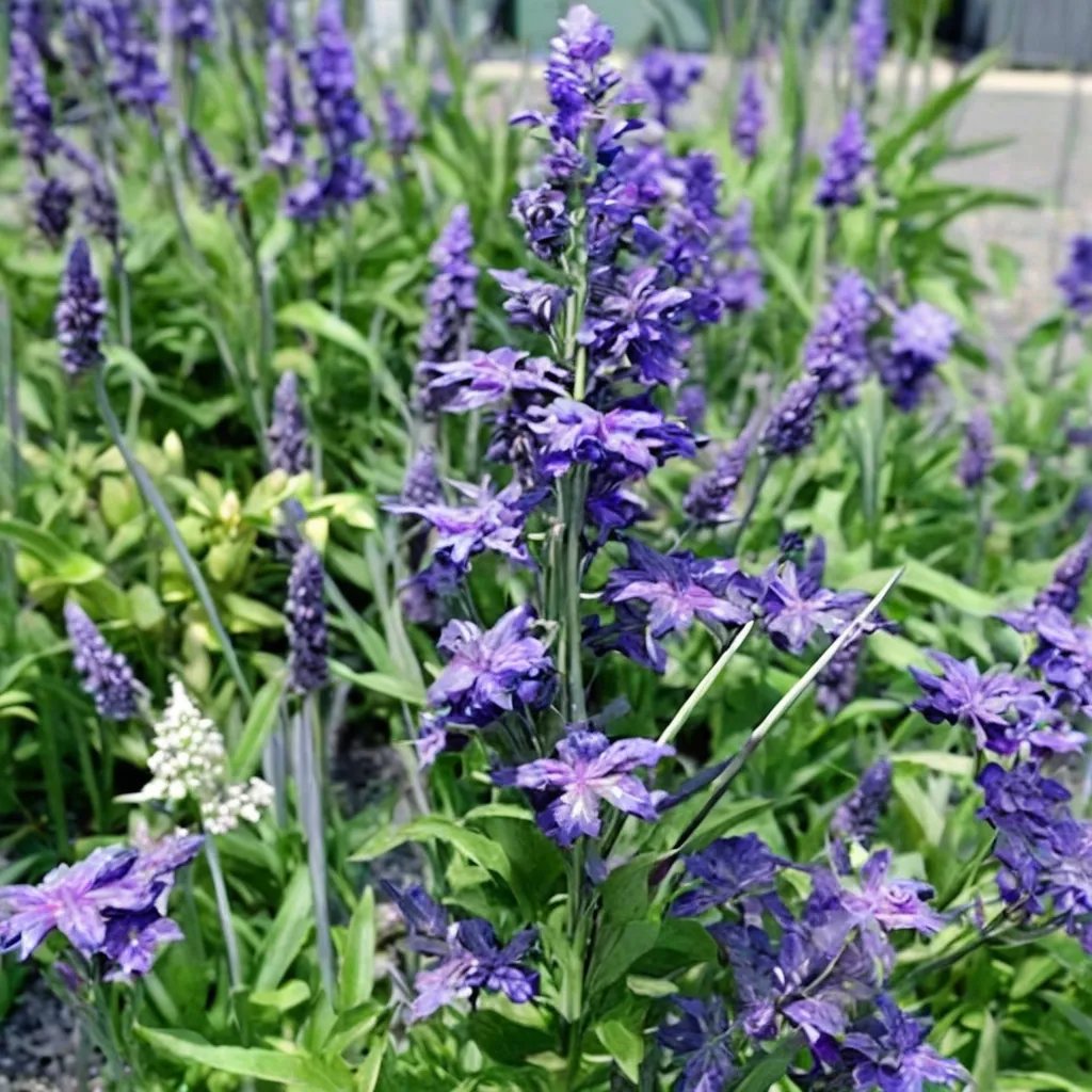 Salvia farinacea 'Henry Duelberg'