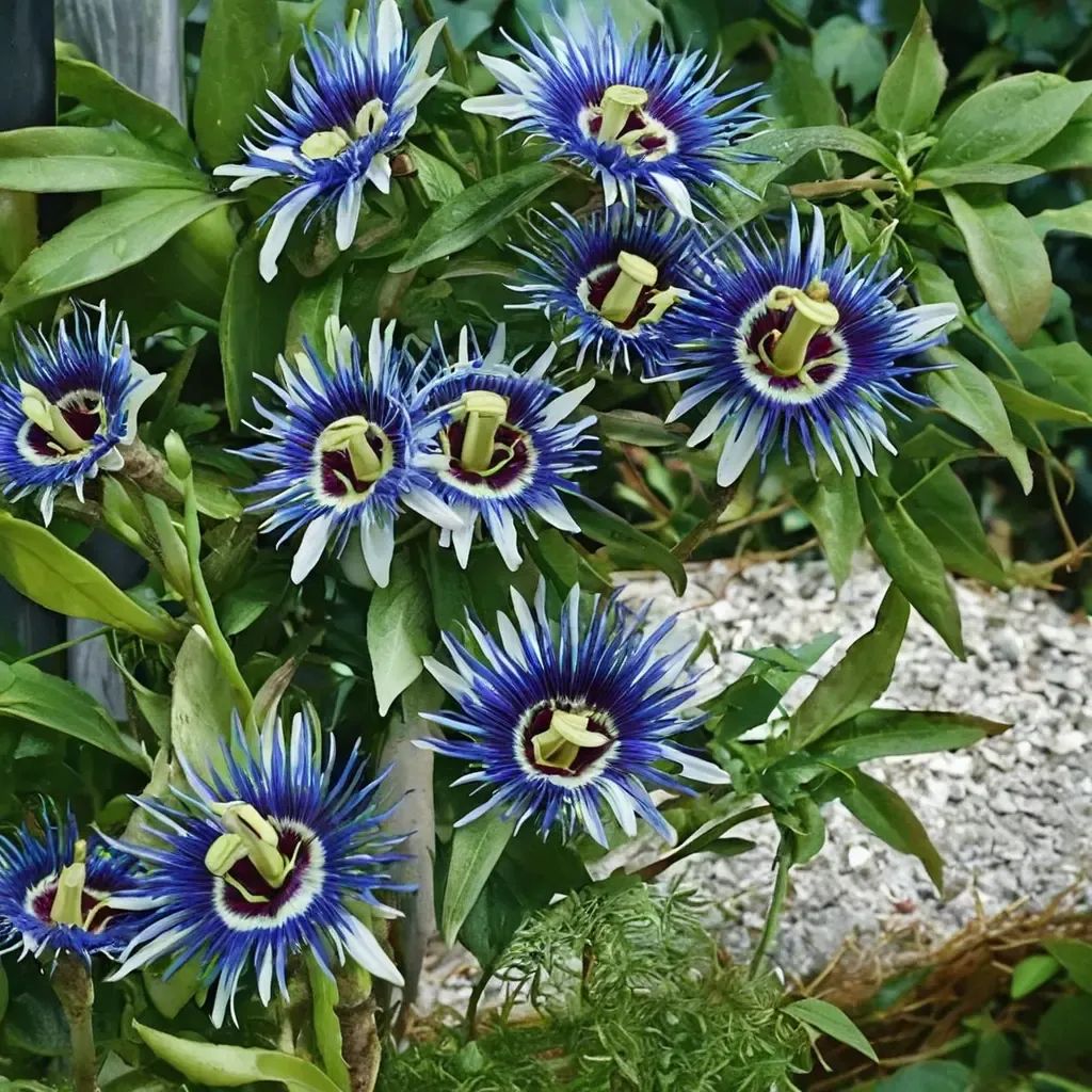 Passiflora incarta 'Blue Passion Flower Vine'