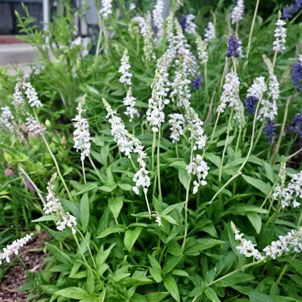 Salvia farinacea 'Augusta Duelberg'