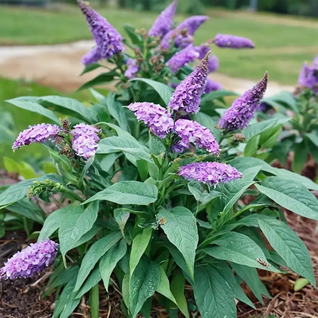 Buddleja davidii 'Pugster Amethyst'