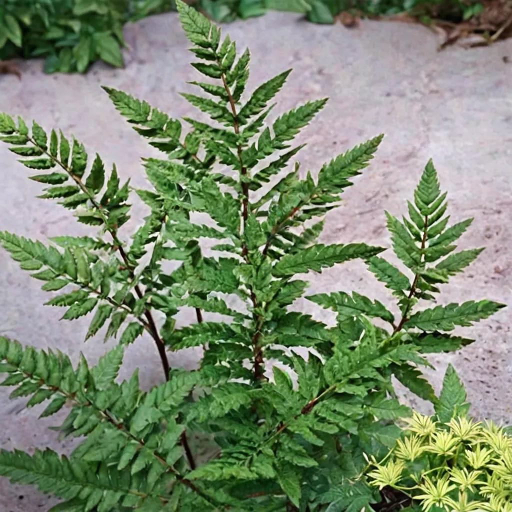 Wood Fern